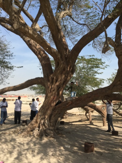 The 400 year old Tree of Life in the middle of the desert